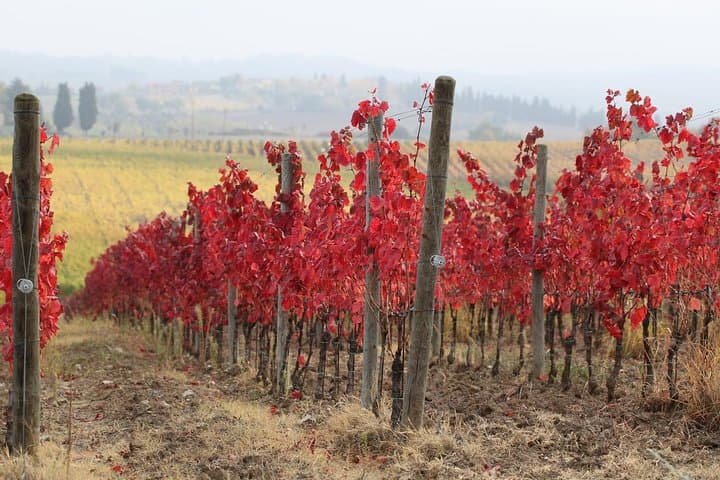 Guided Hiking in Tuscany: Private Day Trek from Siena to San Gimignano photo 2
