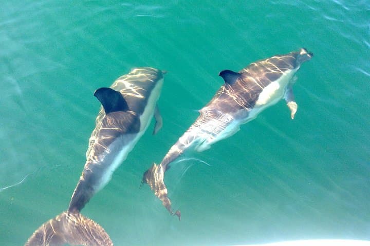 Dolphin Watching from Fuzeta: 2.5-Hour Atlantic Boat Tour in the Algarve photo 2