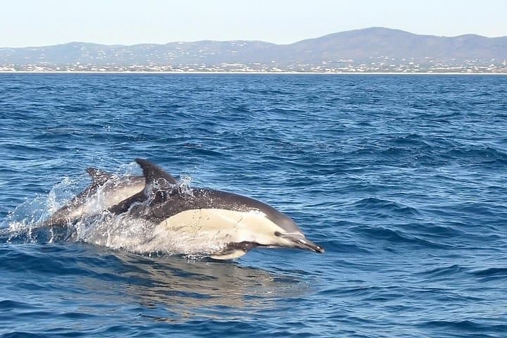 Dolphin Watching from Fuzeta: 2.5-Hour Atlantic Boat Tour in the Algarve photo 3