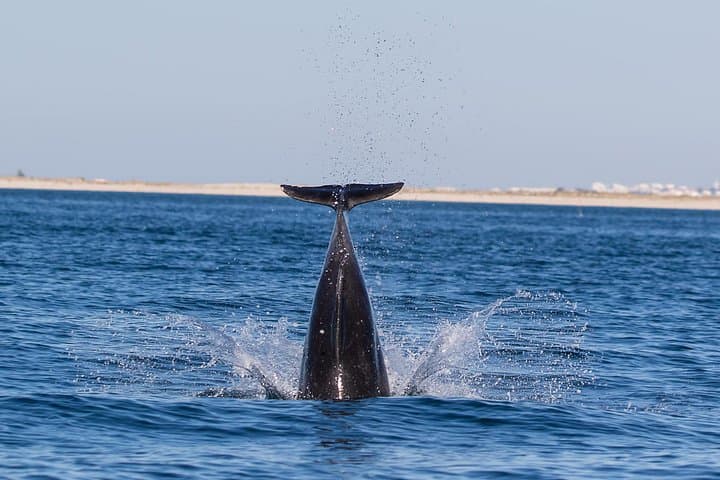 Dolphin Watching from Fuzeta: 2.5-Hour Atlantic Boat Tour in the Algarve photo 4