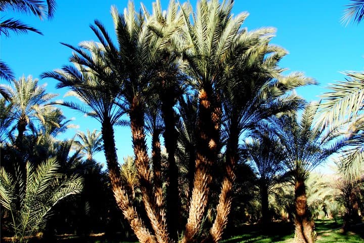 2-Day Zagora Desert Private Trip from Marrakech: Overnight in the Draa Oasis photo 3