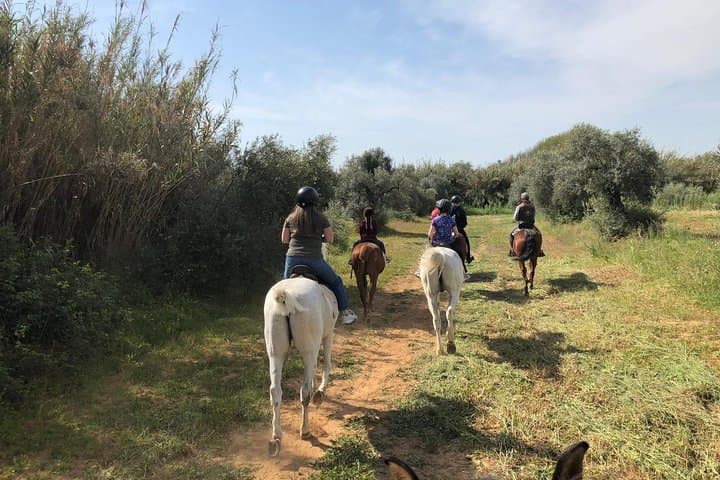 Seville Horse Riding Excursion: 2-Hour Andalusian Ranch Trail Ride photo 6