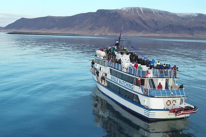 Whale Watching from Reykjavik: Faxaflói Bay Cruises & Sightings Guide photo 3