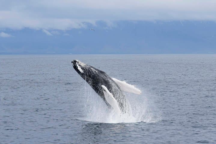 Whale Watching from Reykjavik: Faxaflói Bay Cruises & Sightings Guide photo 2