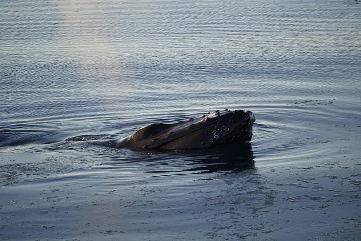 Whale Watching from Reykjavik: Faxaflói Bay Cruises & Sightings Guide photo 4