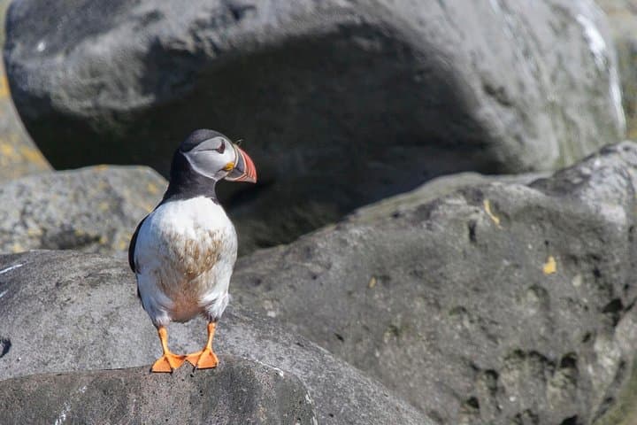 Reykjavik Puffin Cruise & Whale-Watching Super Saver: Puffins, Whales and Faxaflói Bay photo 4