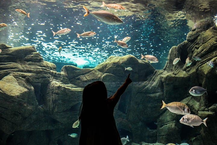 Cretaquarium Heraklion: Tickets & What to Expect at Crete's Mediterranean Aquarium photo 1