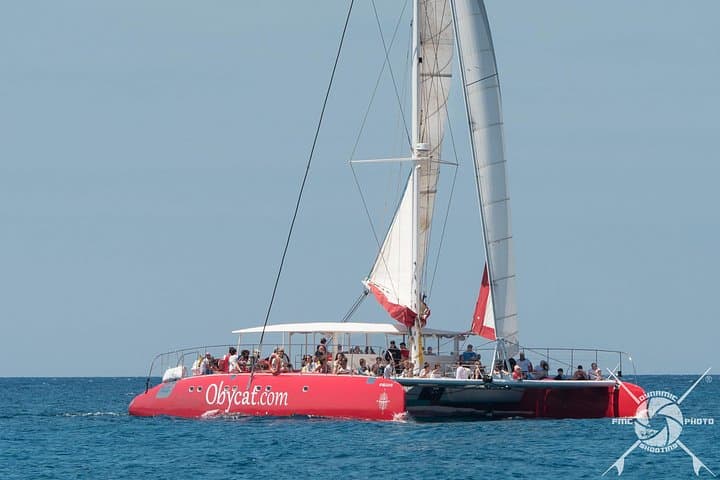 Caleta de Fuste Catamaran Half-Day Cruise: Snorkel, Dolphins & Paella photo 3
