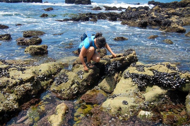 Exploring the Oregon Coast: A Full-Day Scenic Tour from Portland photo 6