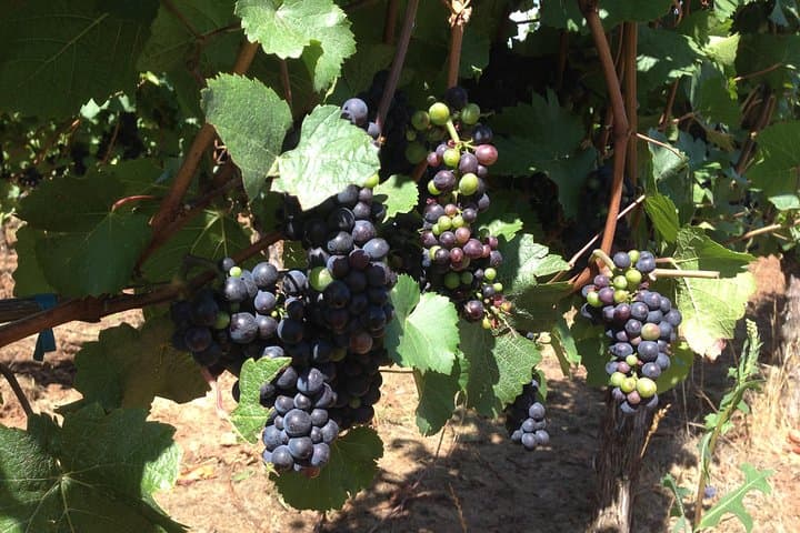 Willamette Valley Wine Tasting Tour from Portland: Pinot Noir, Vineyards & Viticulture photo 3