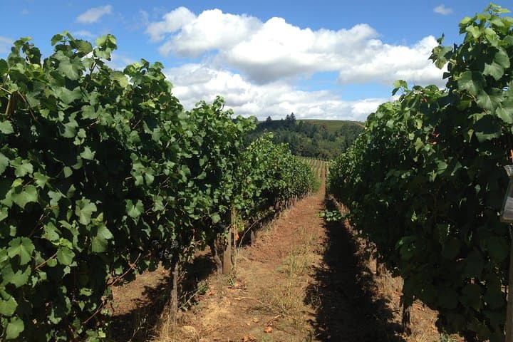 Willamette Valley Wine Tasting Tour from Portland: Pinot Noir, Vineyards & Viticulture photo 4