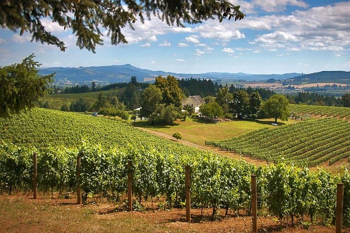 Willamette Valley Wine Tasting Tour from Portland: Pinot Noir, Vineyards & Viticulture