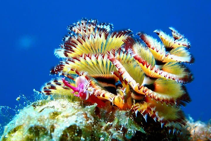 Aruba Morning 2‑Tank Guided Dive: Reefs & Wrecks for Certified Divers photo 4
