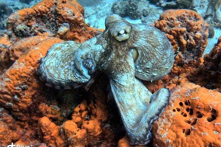 Aruba Morning 2‑Tank Guided Dive: Reefs & Wrecks for Certified Divers photo 6