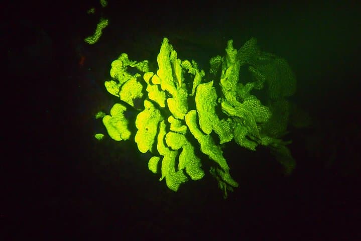 Aruba Fluorescent Night Dive at The Hole in the Wall — 1‑Tank Guided UV Dive photo 6