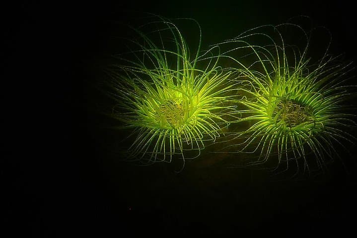 Aruba Fluorescent Night Dive at The Hole in the Wall — 1‑Tank Guided UV Dive photo 3