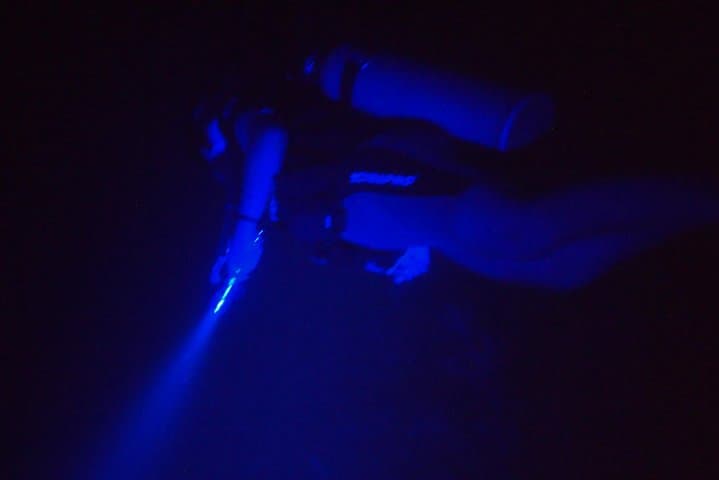Aruba Fluorescent Night Dive at The Hole in the Wall — 1‑Tank Guided UV Dive photo 5