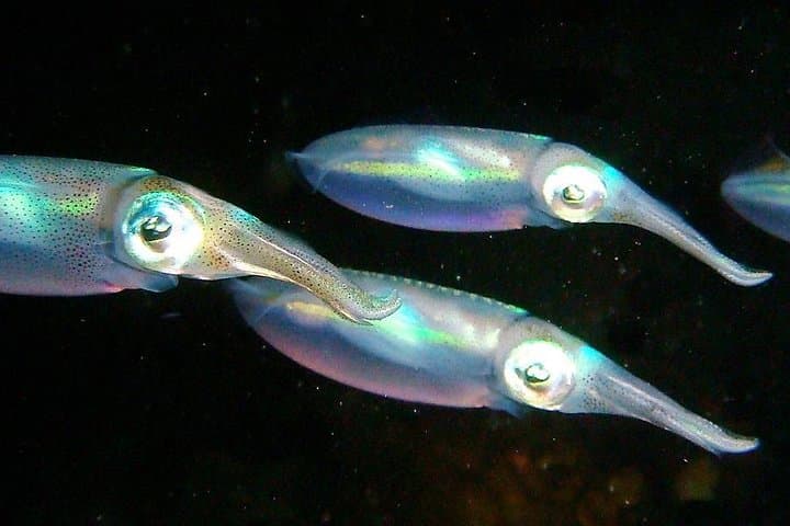 Aruba After-Dark: 1-Tank Guided Night Dive for Certified Divers photo 6