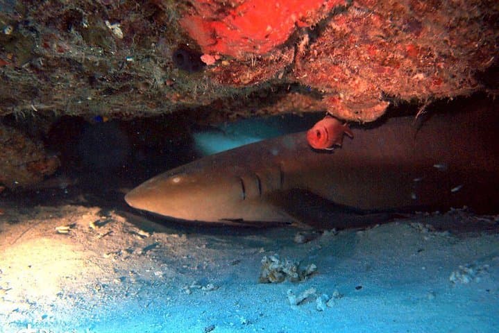 Aruba After-Dark: 1-Tank Guided Night Dive for Certified Divers photo 4