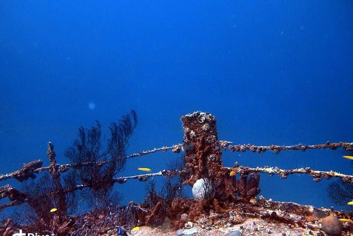 Aruba After-Dark: 1-Tank Guided Night Dive for Certified Divers