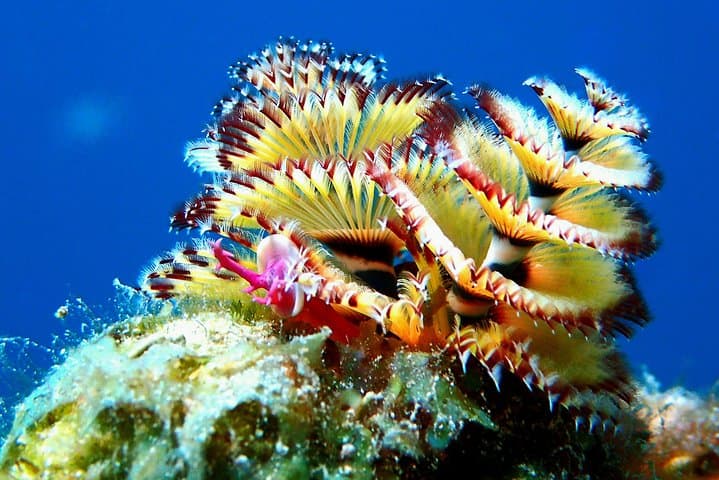 Fluorescent Night Dive in Aruba: Hole in the Wall 1‑Tank Experience photo 3