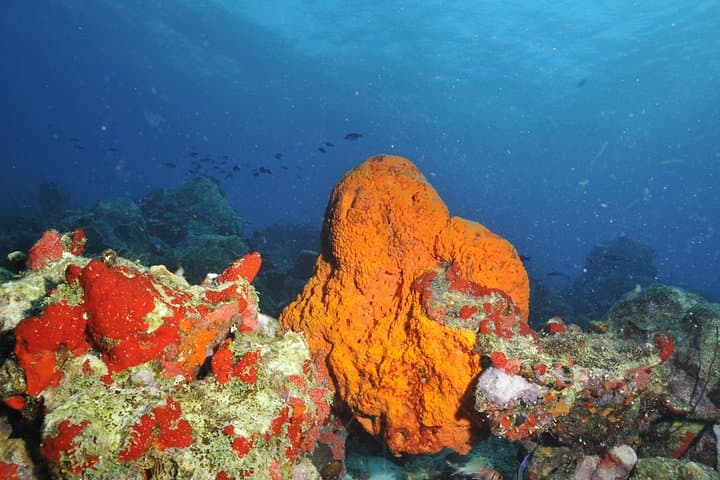 Aruba 2-Tank Morning Dive: Guided Reef and Wreck Trip with Rental Gear photo 3