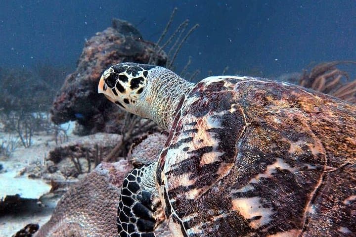 Aruba 1-Tank Guided Dive: Explore Southern Reefs and Wrecks
