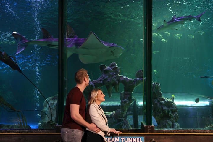 SEA LIFE Blackpool: Explore Sharks, Rays & Seahorses on the Promenade photo 6