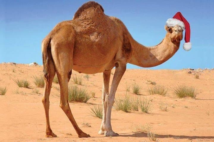 Camel Riding in Marrakech Palmeraie — 1-Hour Camel Tour with Pickup and Mint Tea photo 4