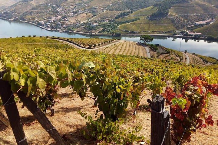 Authentic Douro Valley Day Tour from Porto — Quintas, Terraces & N222 Views photo 6