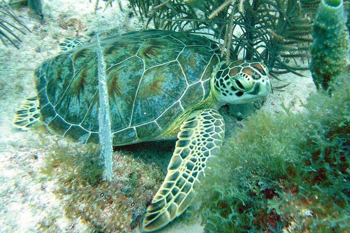 Try Scuba in Aruba: Shore Dives at Mangel Halto & Tres Trapi photo 4