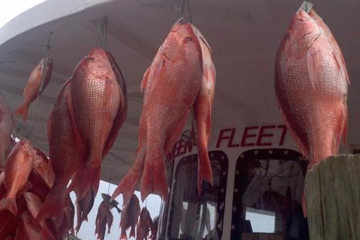 Clearwater Beach Day Trip from Orlando — Beaches, Dolphins & Optional Boat Adventures photo 6