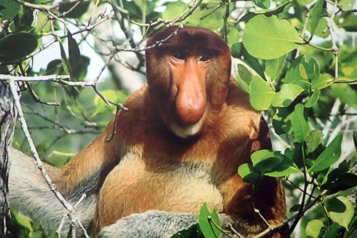 Bako National Park: Jungle Trails, Sea Stacks & Proboscis Monkeys Near Kuching photo 3