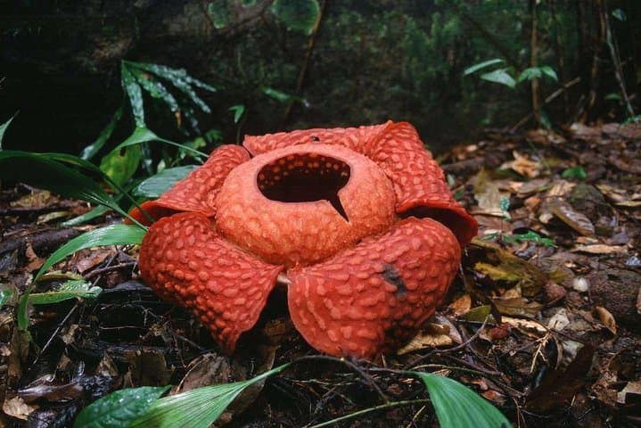 Gunung Gading National Park Rafflesia Hike from Kuching