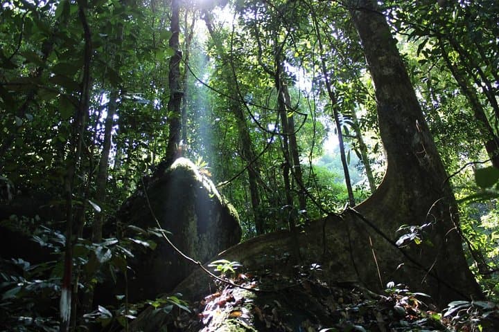 Gunung Gading National Park Rafflesia Hike from Kuching photo 5