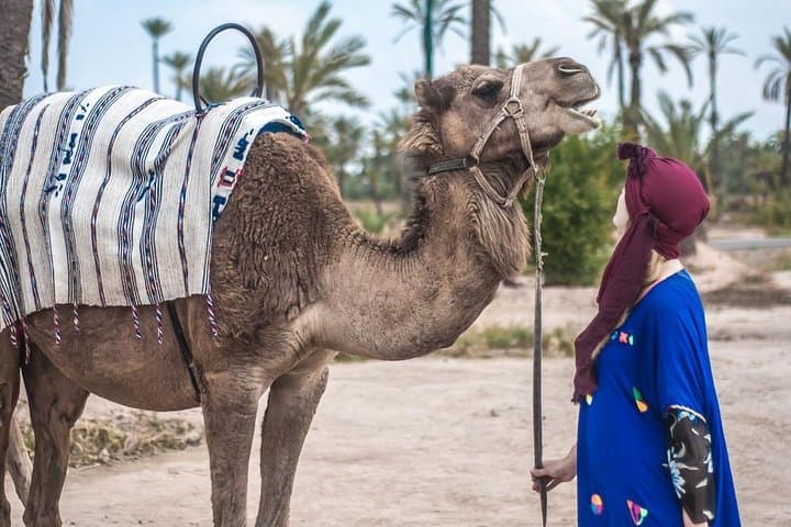 Camel Ride Through Marrakech's Palmeraie: Half-Day Oasis Experience