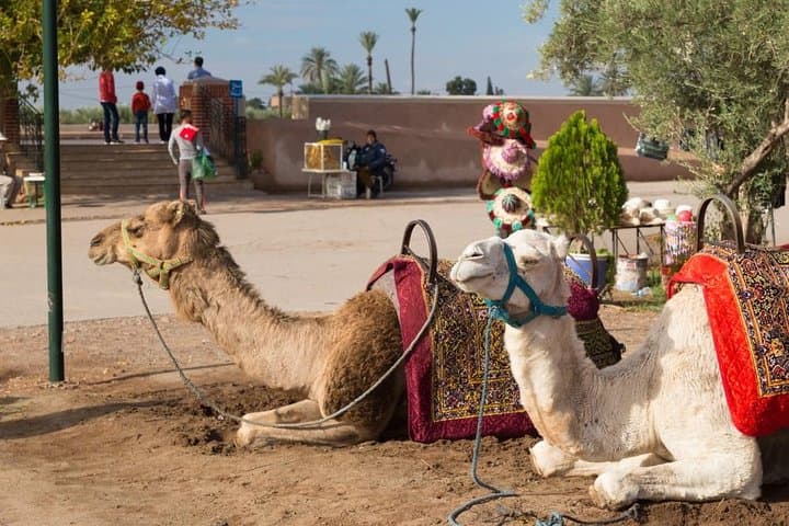 Camel Ride Through Marrakech's Palmeraie: Half-Day Oasis Experience photo 2