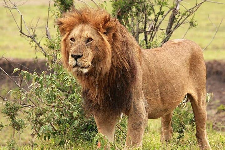 Masai Mara Explorer: Private Luxury Safari to See the Big Five photo 3