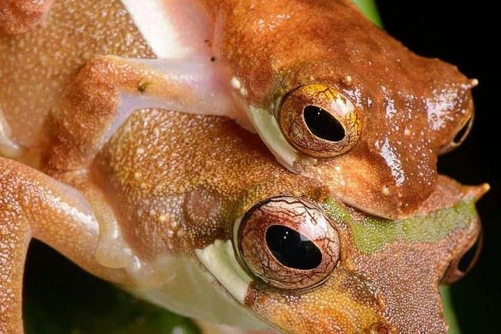Kubah Night Walk: After-Dusk Frog-Listening & Waterfall Trails Near Kuching photo 4