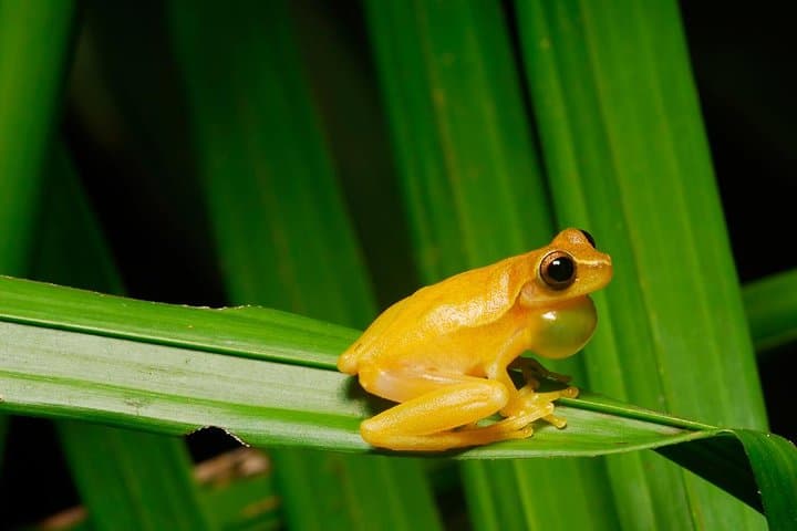 9-Day Volcanoes, Rainforest & Caribbean Coast Adventure from San José