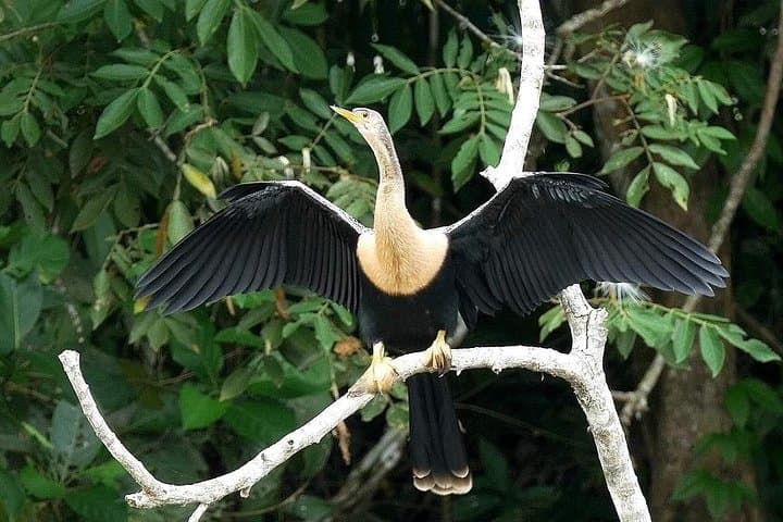 8-Day Jungle & Culinary Adventure from San Jose — Costa Rica Food, Wildlife & Beaches photo 2