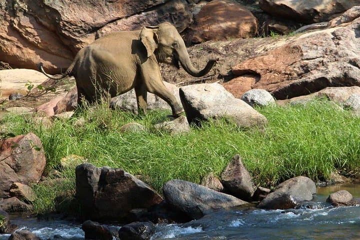 Overnight Gal Oya Safari: Boat and Jeep Adventure with Eco-Bungalow Stay