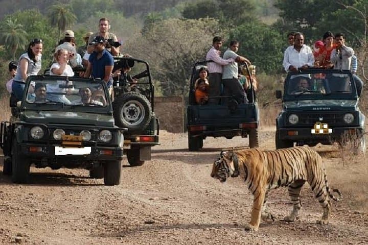 Ranthambore Tiger Safari Day Trip from Jaipur: Spotting Royal Bengal Tigers in Rajasthan photo 2