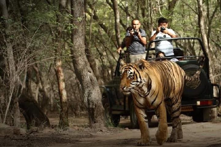 Ranthambore Tiger Safari Day Trip from Jaipur: Spotting Royal Bengal Tigers in Rajasthan photo 3