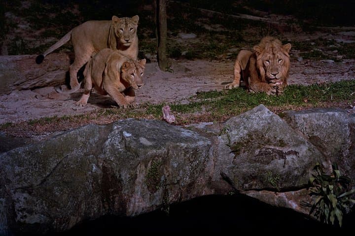 Singapore Night Safari Tour with Transfer: After-Dark Wildlife Tram & Shows photo 4