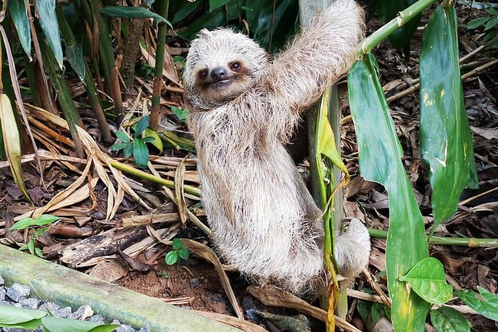 Private Rio Celeste Waterfall & Sloth Sanctuary Tour — Tenorio National Park photo 2
