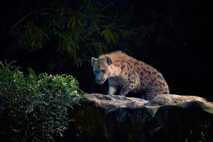 Skip-the-Line Night Safari with Buffet Dinner in Singapore photo 3