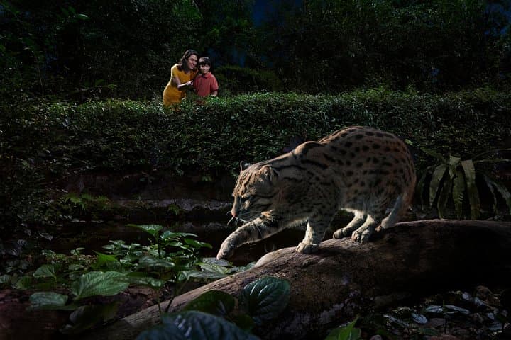 Skip-the-Line Night Safari with Buffet Dinner in Singapore photo 4