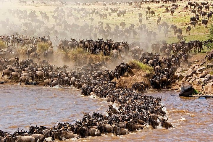 3-Day Masai Mara Safari: Big Five, Wildebeest Migration & Budget Tented Camping photo 3
