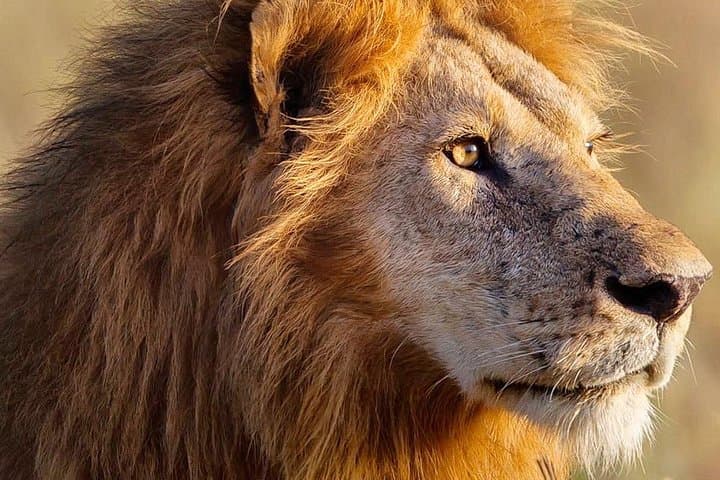 3-Day Masai Mara Safari: Big Five, Wildebeest Migration & Budget Tented Camping photo 4